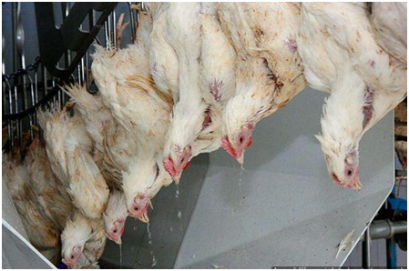 屠宰鸡 屠宰鸡