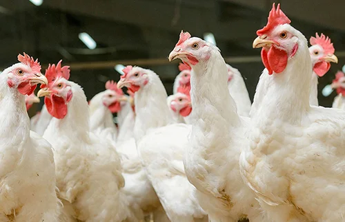 霍斯利同款屠宰废弃物设备