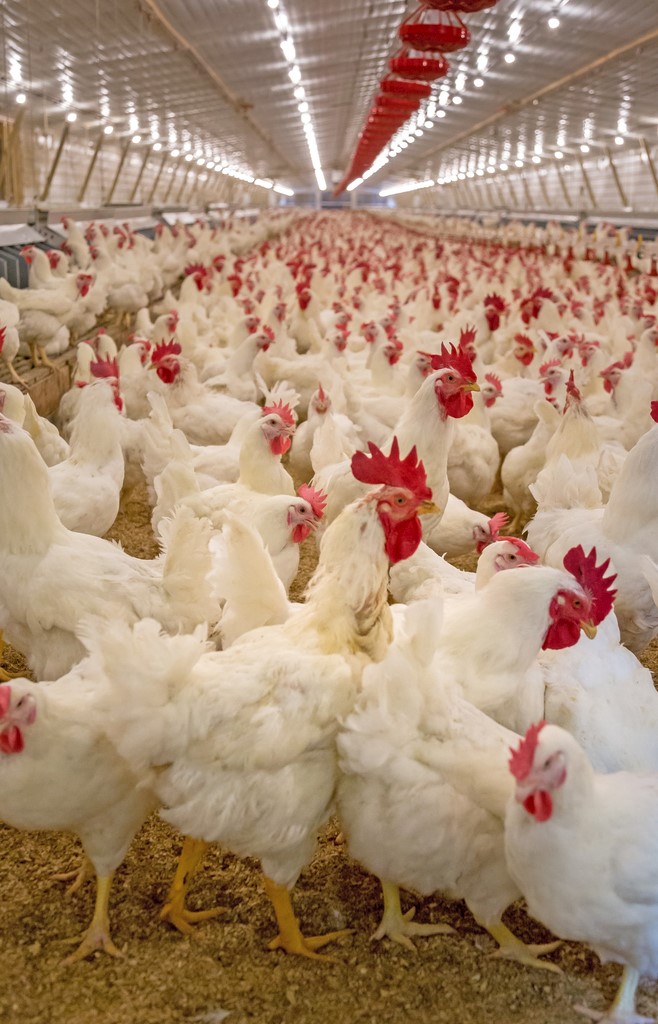养殖场鸡