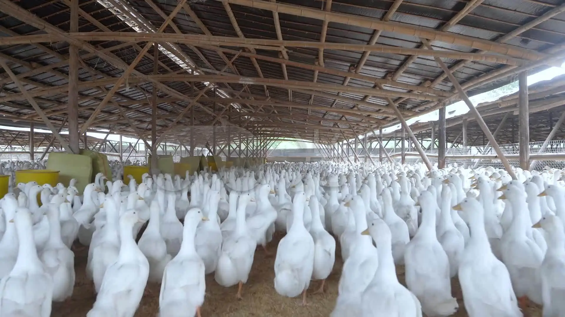 养殖场鸭.jpg