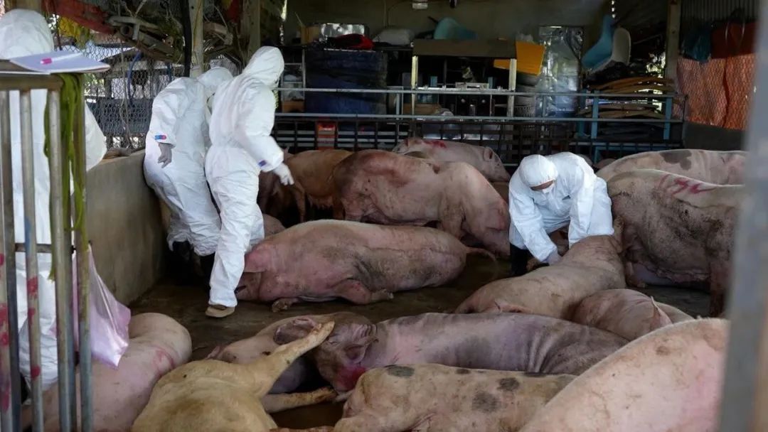 猪瘟现场
