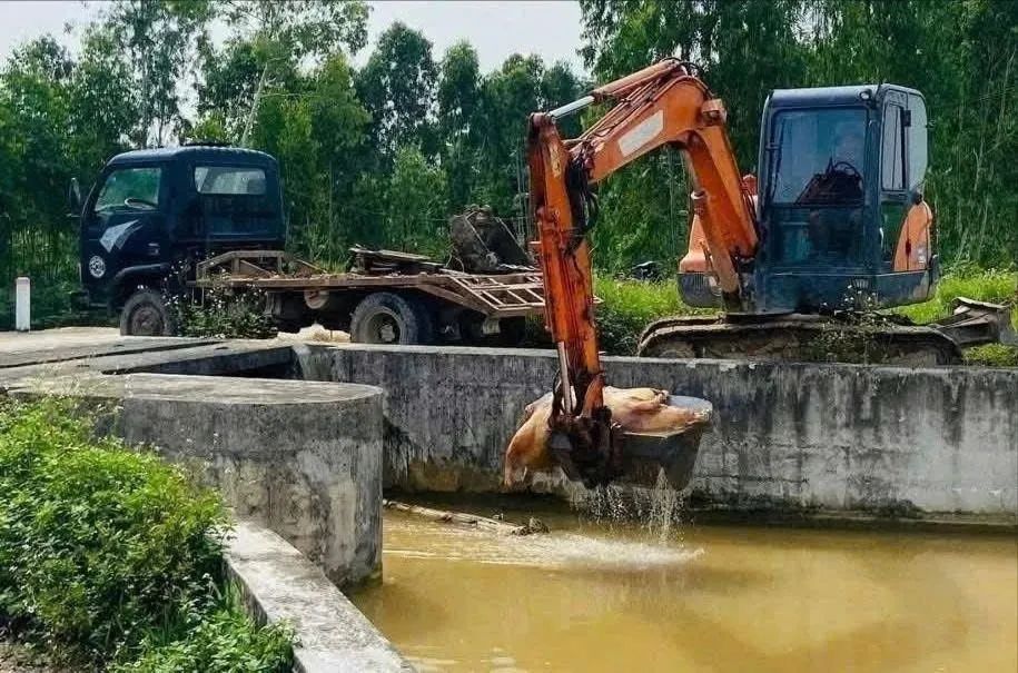 病死的猪被扔入河道