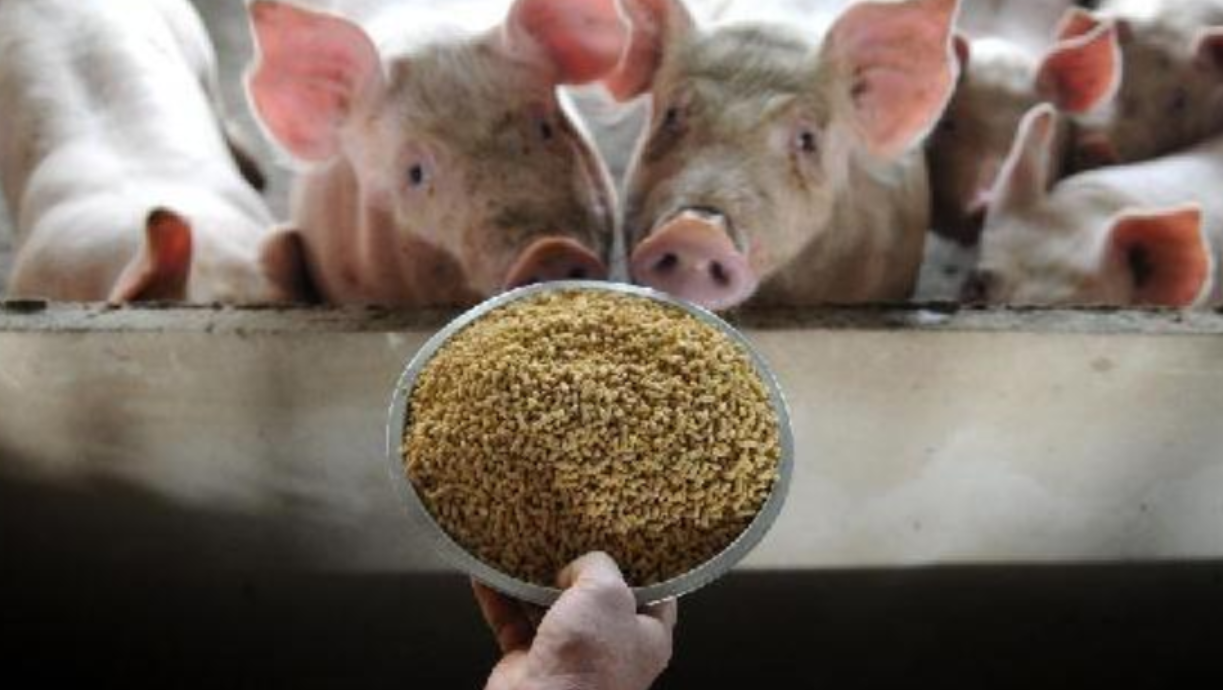 肉骨粉：市场刚需、多元价值